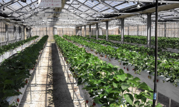 初体験！いちご狩りというものにトライしてみました。