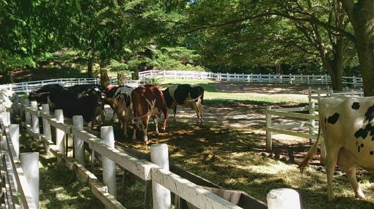 放牧中の乳牛