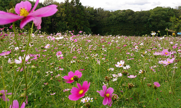万博記念公園のコスモスフェスタに行ってきました