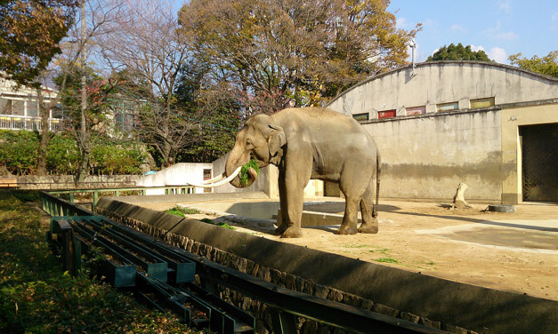 冬の散歩道、王子動物園にて