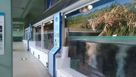 建物2Fにある水槽展示のコーナー。それなりの種類の魚がいて楽しい。