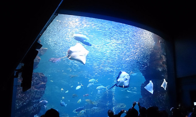 京都水族館再び – 相変わらずフリーダムなイルカ達
