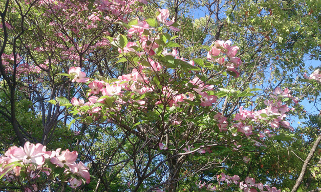 祭り前日 – 予定のない土曜日を久しぶりに過ごす