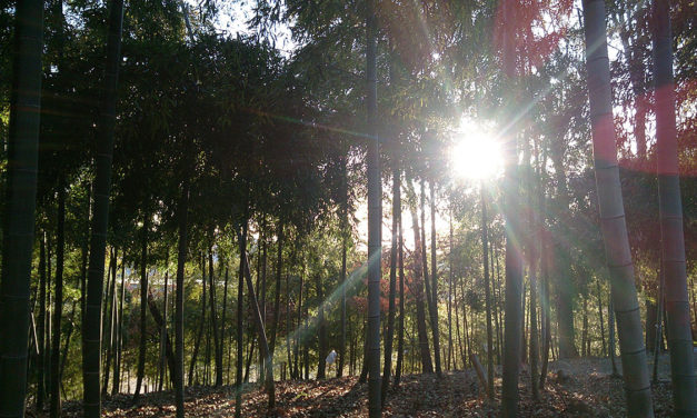 シースーと新しい公園