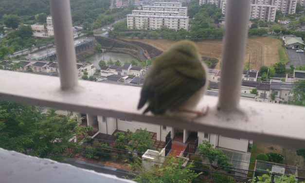 めずらしい来訪者 ― メジロ・・だよな