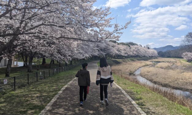 満開 ― 月曜、朝。春休み中の子供らを連れて亀岡運動公園へ