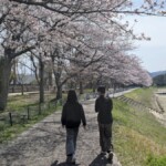 満開 ― 月曜、朝。桜を見に亀岡運動公園へ2026