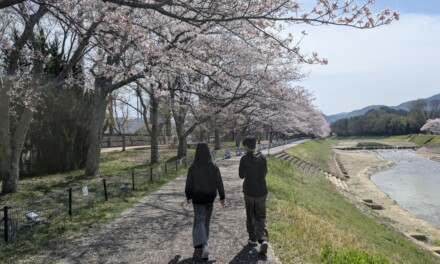 満開 ― 月曜、朝。桜を見に亀岡運動公園へ2026