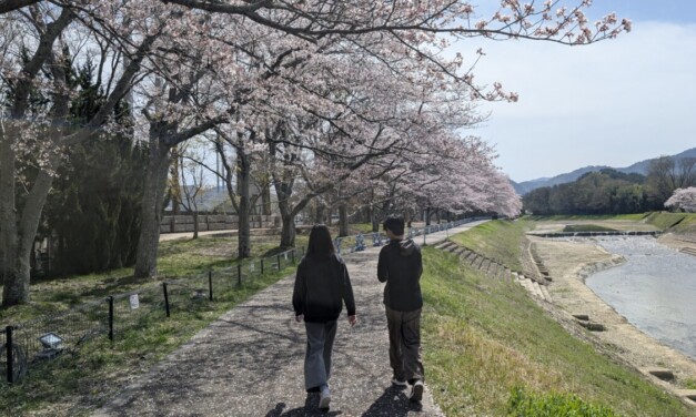 満開 ― 月曜、朝。桜を見に亀岡運動公園へ2026