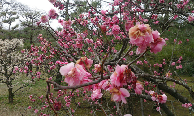梅を見に万博公園へ。そして初めて足を踏み入れた鉄鋼館